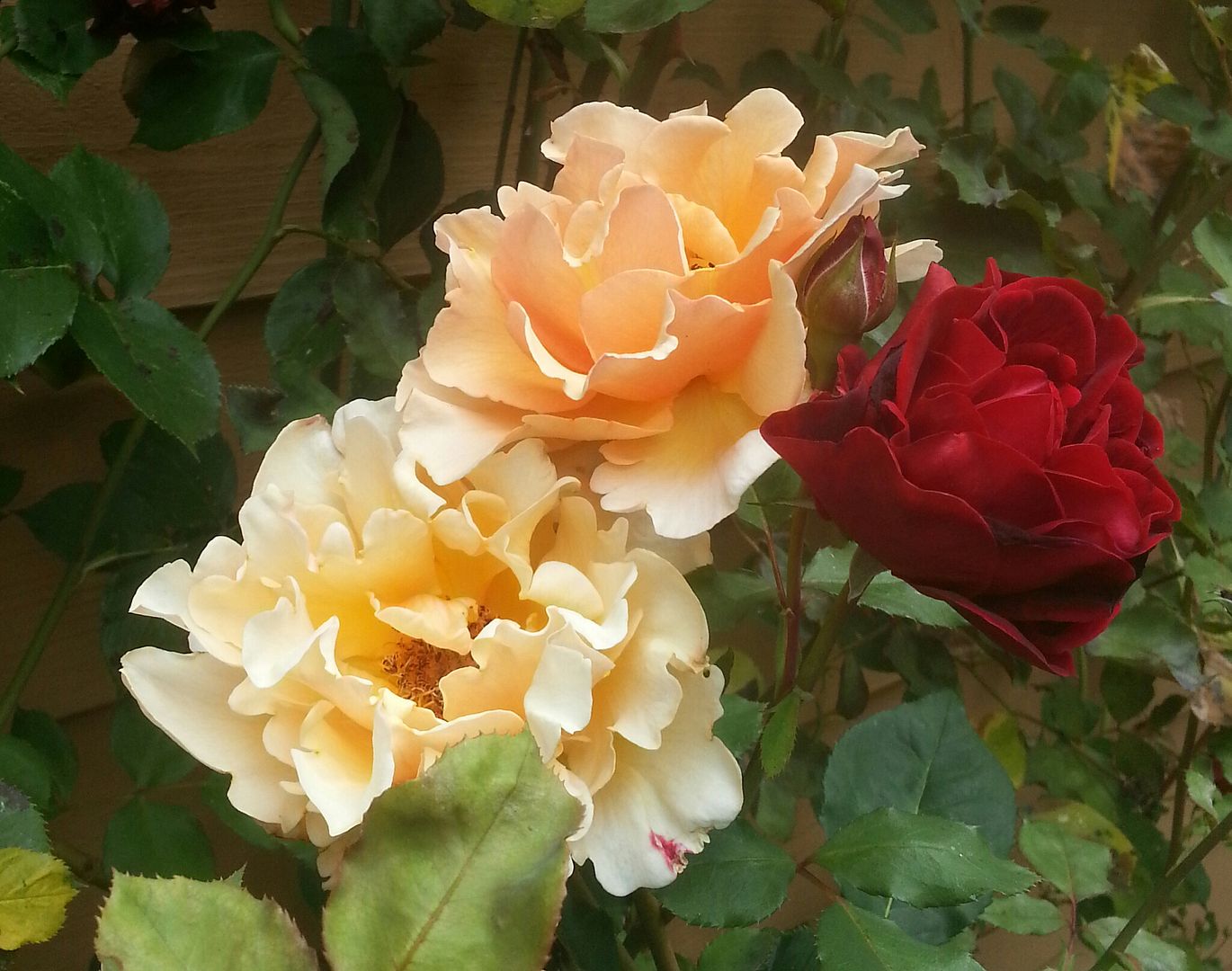  photo 20140703_131020-1_zpsiwwa0ntw.jpg